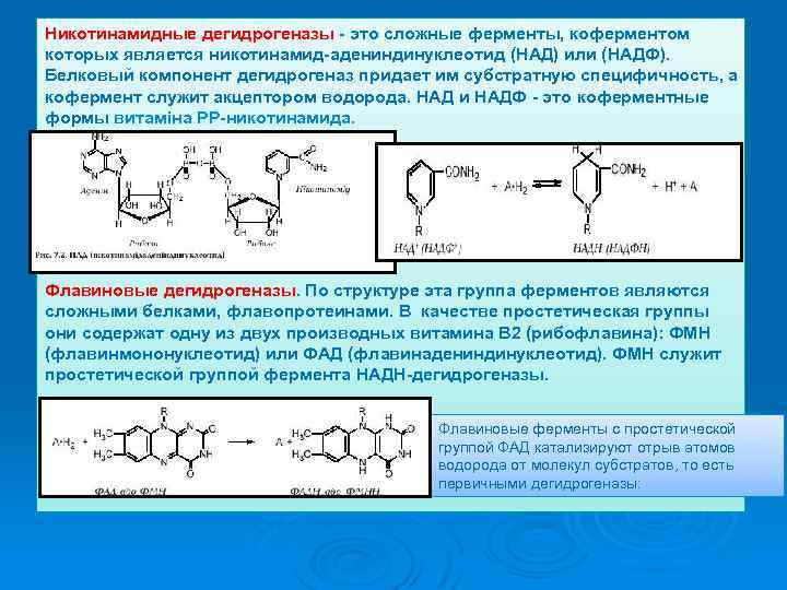 Никотинамидные дегидрогеназы - это сложные ферменты, коферментом которых является никотинамид-адениндинуклеотид (НАД) или (НАДФ). Белковый