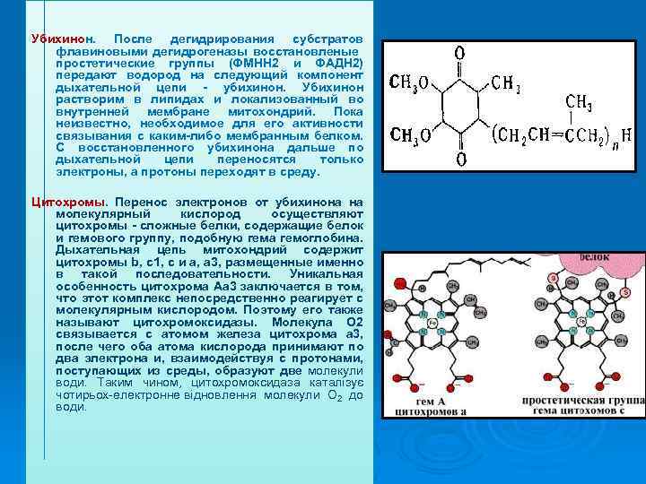 Запасающее вещество. Убихинон химическое строение. Убихинон строение и функции. Убихинон цитохромы строение функции. Функции цитохромов в дыхательной цепи.