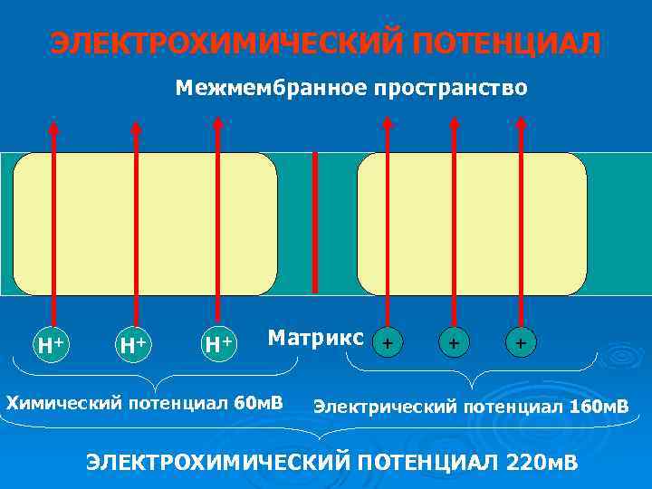 ЭЛЕКТРОХИМИЧЕСКИЙ ПОТЕНЦИАЛ Межмембранное пространство Н+ Н+ Н+ Матрикс Химический потенциал 60 м. В +