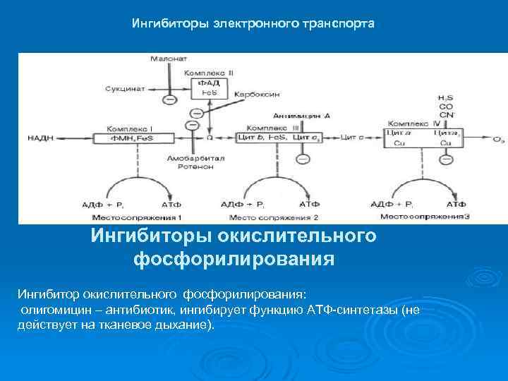 Ингибиторы электронного транспорта Ингибиторы окислительного фосфорилирования Ингибитор окислительного фосфорилирования: олигомицин – антибиотик, ингибирует функцию