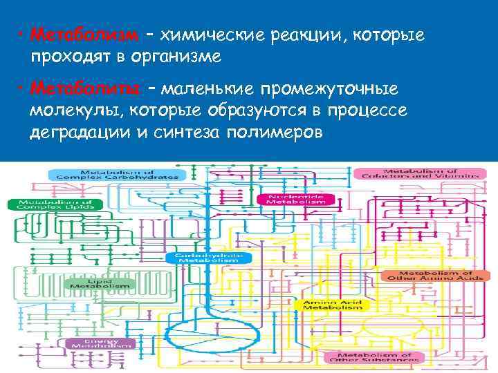  • Метаболизм – химические реакции, которые проходят в организме • Метаболиты – маленькие