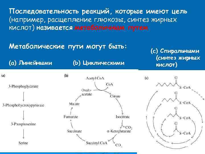 Последовательность реакций, которые имеют цель (например, расщепление глюкозы, синтез жирных кислот) називается метаболичным путем