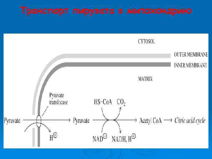 Транспорт пирувата в митохондрию 