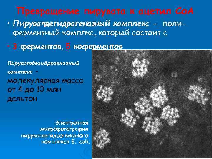 Превращение пирувата к ацетил Со. А • Пируватдегидрогеназный комплекс - полиферментный комплкс, который состоит