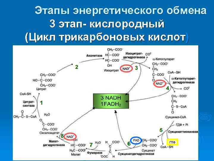 Биологическое окисление схема