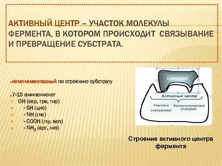 АКТИВНЫЙ ЦЕНТР – УЧАСТОК МОЛЕКУЛЫ ФЕРМЕНТА, В КОТОРОМ ПРОИСХОДИТ СВЯЗЫВАНИЕ И ПРЕВРАЩЕНИЕ СУБСТРАТА. ь