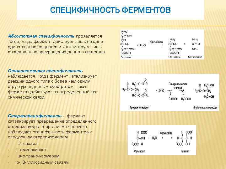 Ферменты химические реакции. Абсолютная Относительная стереохимическая специфичность ферментов. Фермент с абсолютной субстратной специфичностью. Абсолютной специфичностью обладает фермент.