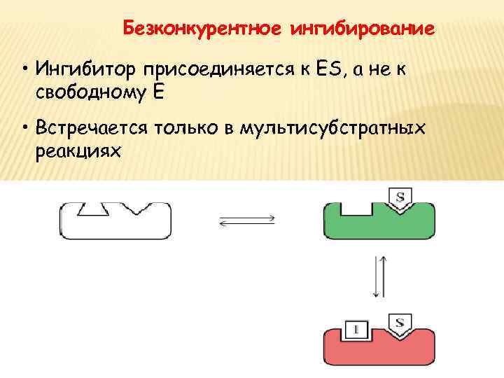 Безконкурентное ингибирование • Ингибитор присоединяется к ES, а не к свободному E • Встречается