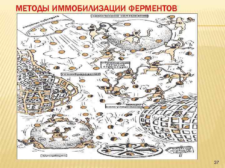 МЕТОДЫ ИММОБИЛИЗАЦИИ ФЕРМЕНТОВ 37 