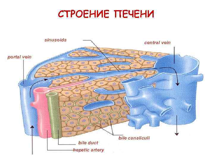 СТРОЕНИЕ ПЕЧЕНИ sinusoids central vein portal vein bile duct hepatic artery bile canaliculi 