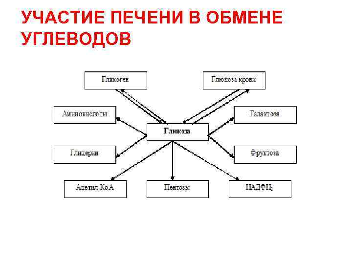 УЧАСТИЕ ПЕЧЕНИ В ОБМЕНЕ УГЛЕВОДОВ 