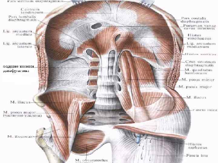 Диафрагма картинки анатомия