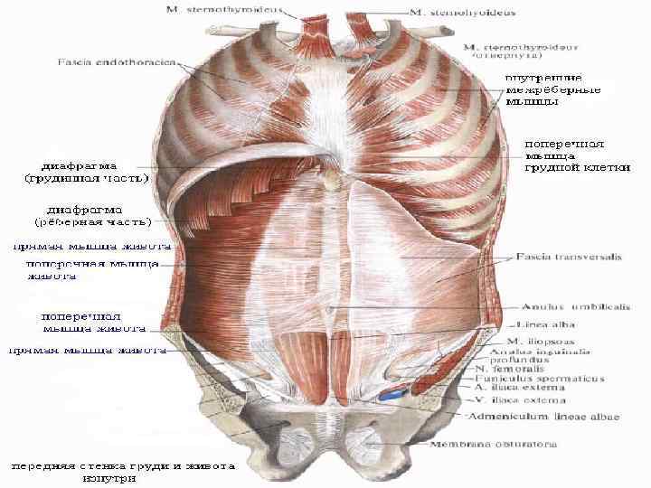 Диафрагма рисунок анатомия
