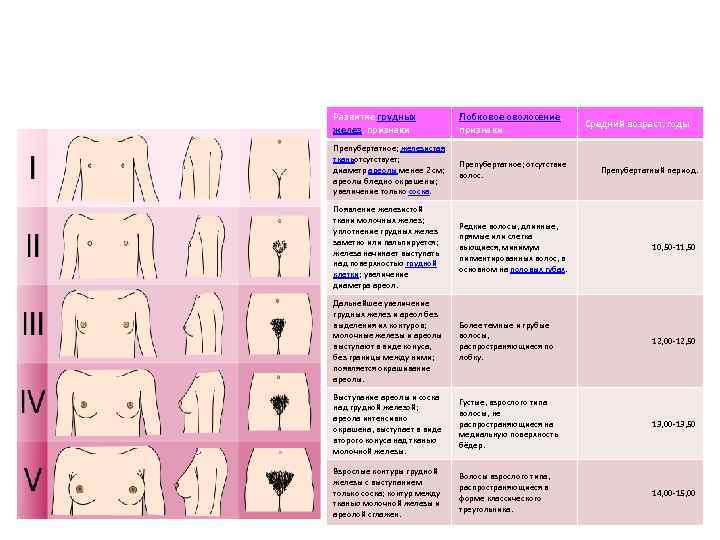 Развитие грудных желез, признаки Лобковое оволосение, признаки Препубертатное; железистая тканьотсутствует; диаметр ареолы менее 2