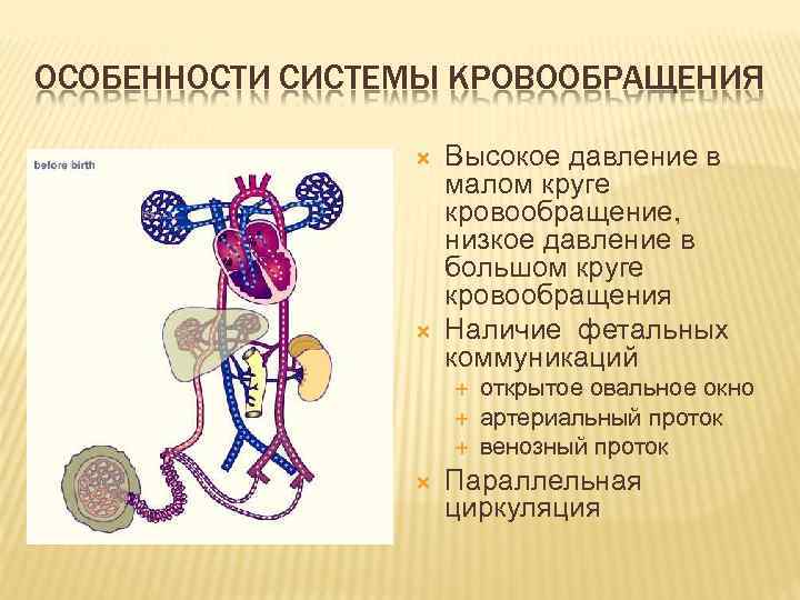 ОСОБЕННОСТИ СИСТЕМЫ КРОВООБРАЩЕНИЯ Высокое давление в малом круге кровообращение, низкое давление в большом круге