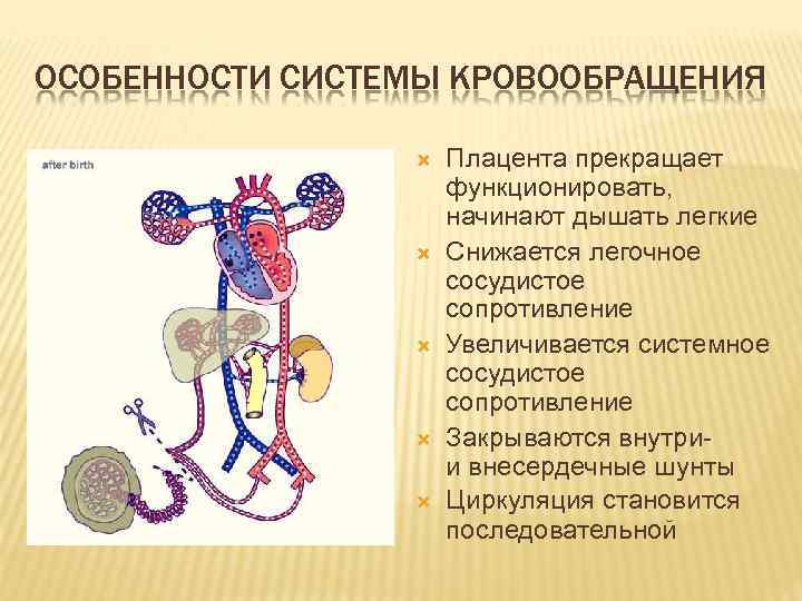 ОСОБЕННОСТИ СИСТЕМЫ КРОВООБРАЩЕНИЯ Плацента прекращает функционировать, начинают дышать легкие Снижается легочное сосудистое сопротивление Увеличивается