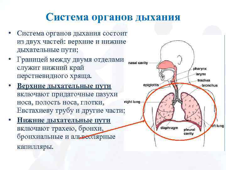 Система органов дыхания • Система органов дыхания состоит из двух частей: верхние и нижние