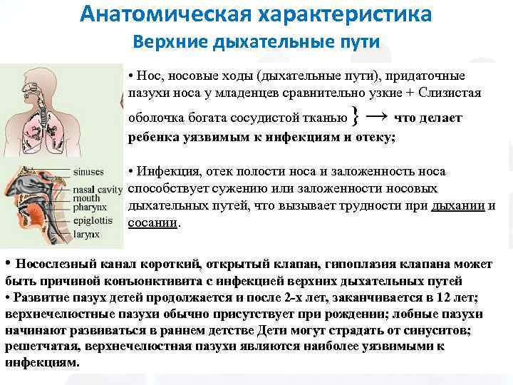 Анатомическая характеристика Верхние дыхательные пути • Нос, носовые ходы (дыхательные пути), придаточные пазухи носа