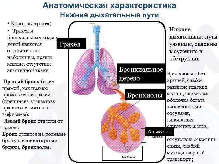 Анатомическая характеристика Нижние дыхательные пути • Короткая трахея; • Трахея и бронхиальные ходы у