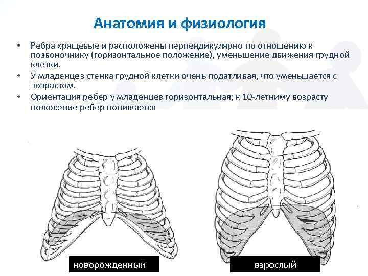 Анатомия и физиология • • • Ребра хрящевые и расположены перпендикулярно по отношению к