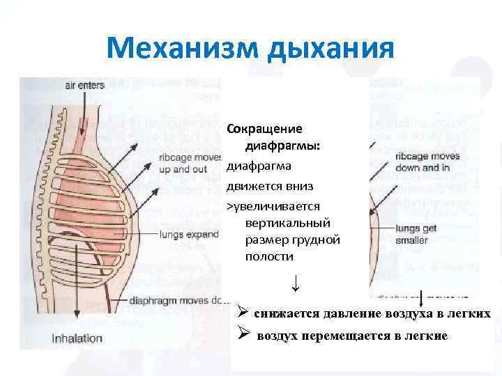 Сокращение диафрагмы. Афо диафрагмы. Механизм вдоха и выдоха ЕГЭ.