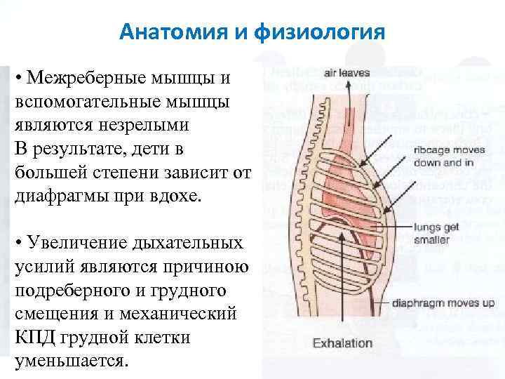 Анатомия и физиология • Межреберные мышцы и вспомогательные мышцы являются незрелыми В результате, дети
