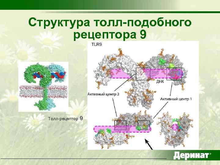 Структура толл-подобного рецептора 9 Мембрана Толл-рецептор 9 