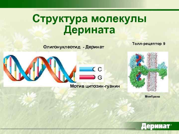 Структура молекулы Дерината Олигонуклеотид - Деринат Толл-рецептор 9 Мотив цитозин-гуанин Мембрана 