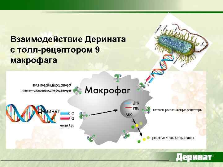 Взаимодействие Дерината с толл-рецептором 9 макрофага Деринат 