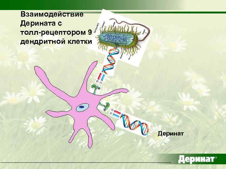 Взаимодействие Дерината с толл-рецептором 9 дендритной клетки Деринат 