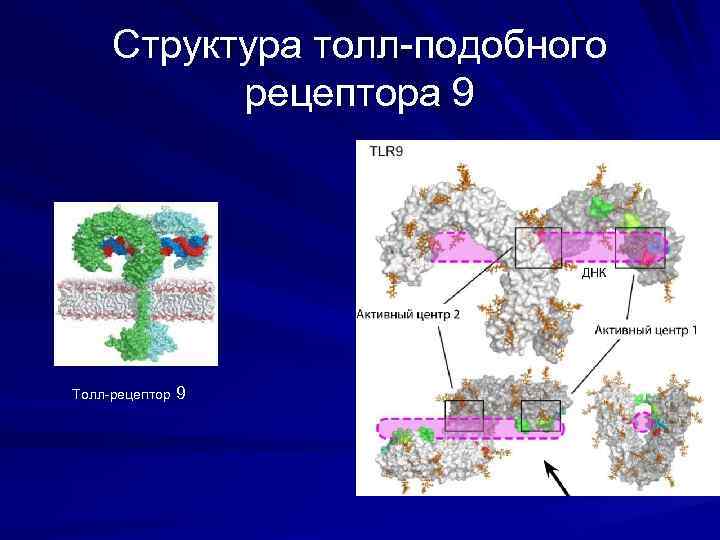 Структура толл-подобного рецептора 9 Мембрана Толл-рецептор 9 