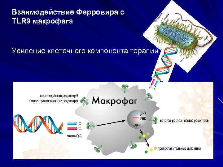 Взаимодействие Ферровира с TLR 9 макрофага Усиление клеточного компонента терапии Деринат 