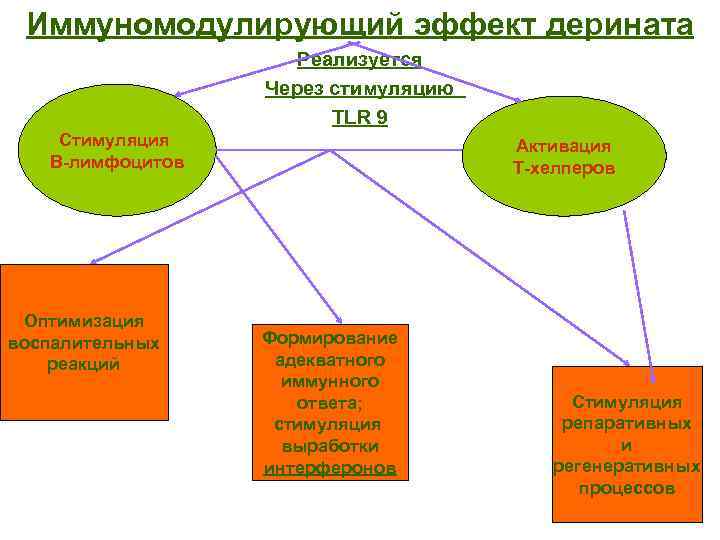 Иммуномодулирующий эффект дерината Реализуется Через стимуляцию TLR 9 Стимуляция В-лимфоцитов Оптимизация воспалительных реакций Активация