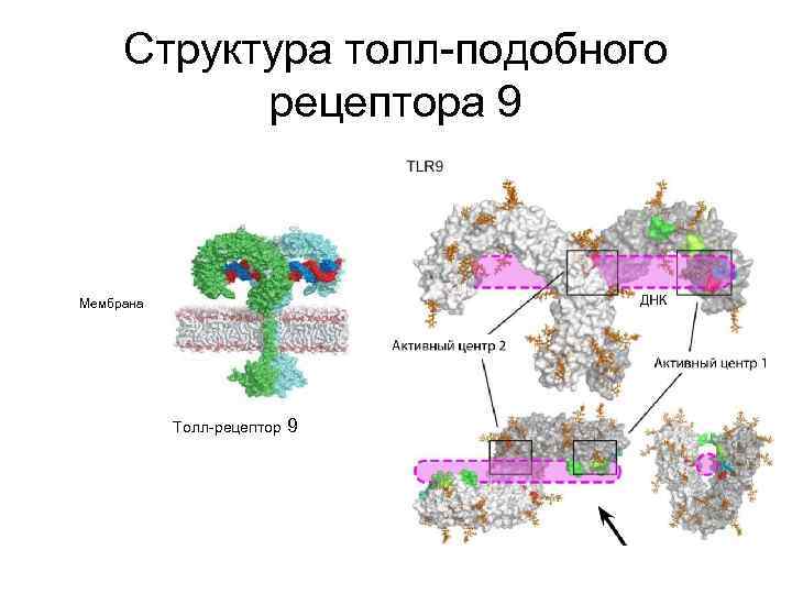 Структура толл-подобного рецептора 9 Мембрана Толл-рецептор 9 