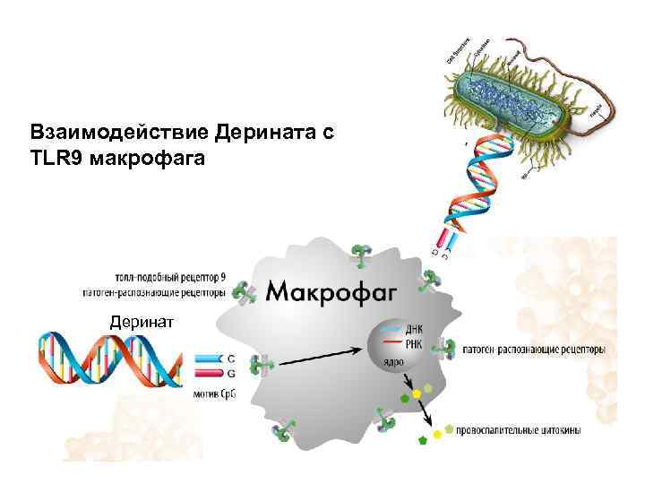 Взаимодействие Дерината с TLR 9 макрофага Деринат 