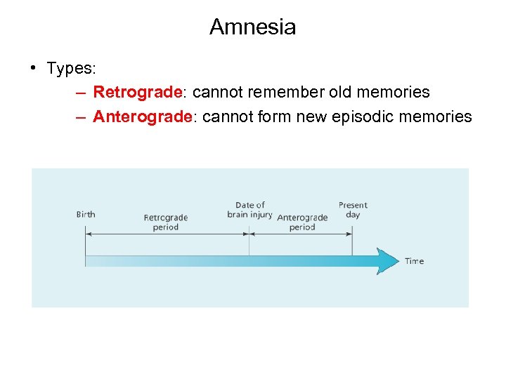 Amnesia • Types: – Retrograde: cannot remember old memories – Anterograde: cannot form new