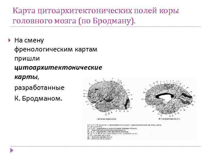 Карта цитоархитектонических полей коры головного мозга (по Бродману). На смену френологическим картам пришли цитоархитектонические