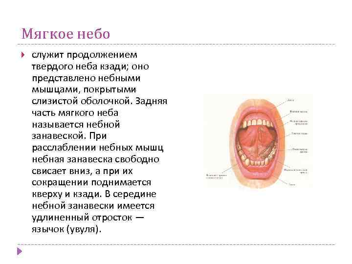 Мягкое небо служит продолжением твердого неба кзади; оно представлено небными мышцами, покрытыми слизистой оболочкой.
