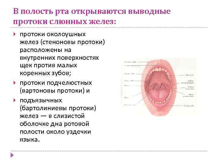 В полость рта открываются выводные протоки слюнных желез: протоки околоушных желез (стеноновы протоки) расположены