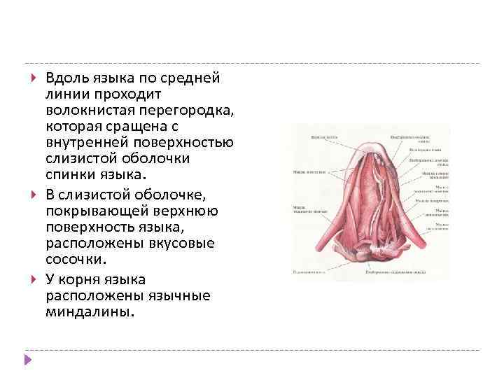  Вдоль языка по средней линии проходит волокнистая перегородка, которая сращена с внутренней поверхностью