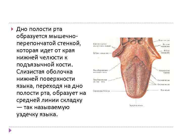 Слизистый на латинском. Строение дна полости рта анатомия. Мышечная диафрагма дна полости рта. Анатомические структуры образующие дно полости рта. Мышцы дна полости рта анатомия.