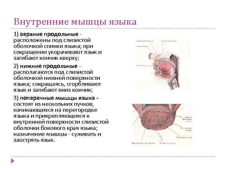 Анатомо физиологические механизмы