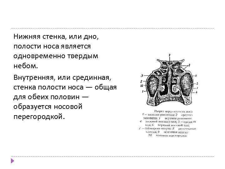 Нижняя стенка, или дно, полости носа является одновременно твердым небом. Внутренняя, или срединная, стенка