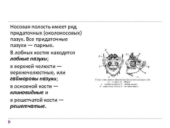 Носовая полость имеет ряд придаточных (околоносовых) пазух. Все придаточные пазухи — парные. В лобных