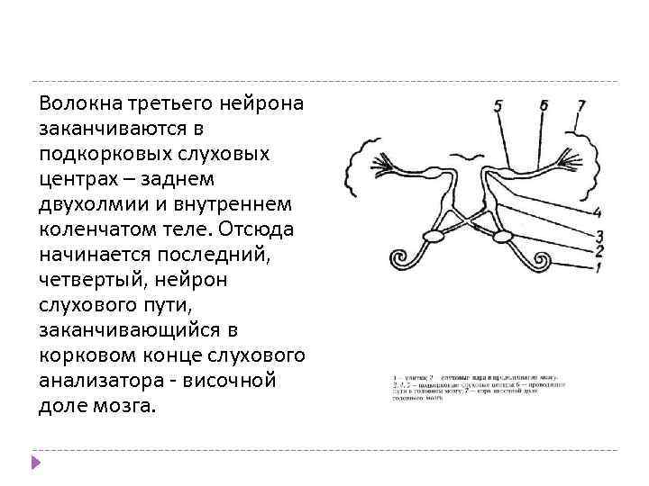 Волокна третьего нейрона заканчиваются в подкорковых слуховых центрах – заднем двухолмии и внутреннем коленчатом