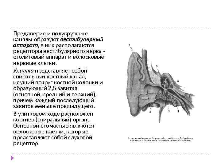 Преддверие и полукружные каналы образуют вестибулярный аппарат, в них располагаются рецепторы вестибулярного нерва отолитовый