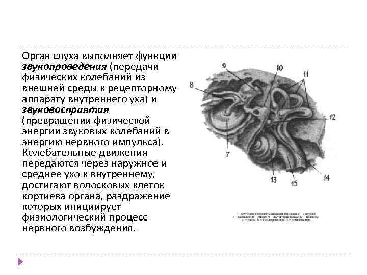 Орган слуха выполняет функции звукопроведения (передачи физических колебаний из внешней среды к рецепторному аппарату