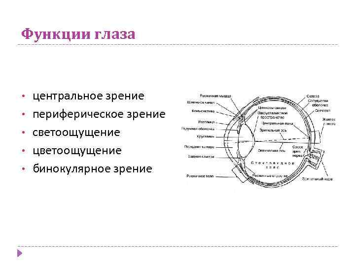 Функции глаза • • • центральное зрение периферическое зрение светоощущение цветоощущение бинокулярное зрение 