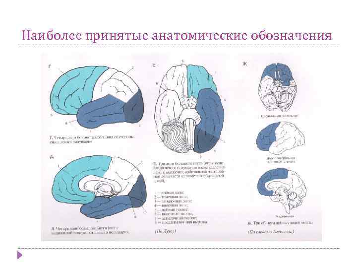 Наиболее принятые анатомические обозначения 