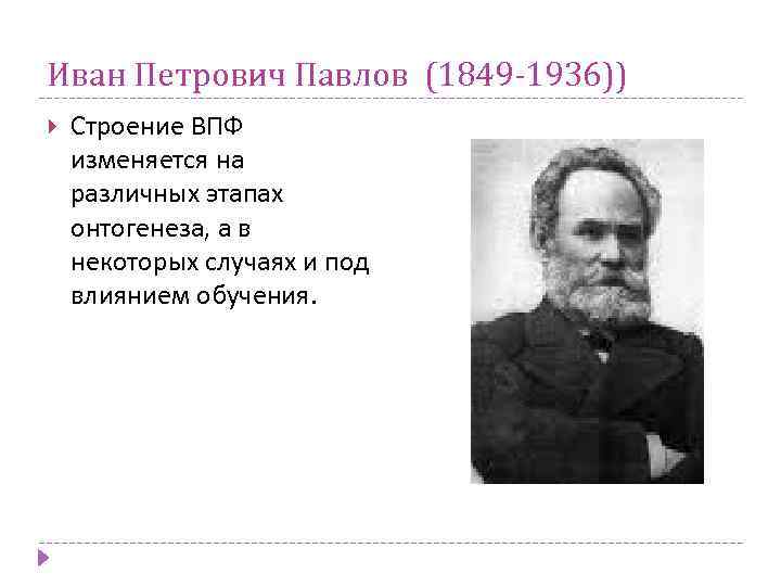 Иван Петрович Павлов (1849 -1936)) Строение ВПФ изменяется на различных этапах онтогенеза, а в